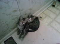 Artemis and Apollo Artemis and Apollo
