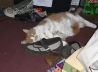 Artemis Artemis