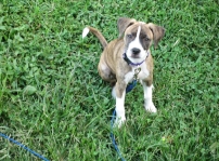 My Simi-3 mos old (Sept '12) My Simi-3 mos old (Sept '12)