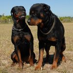 http://www.sherrilynkenyon.com/wp-content/uploads/2011/06/bram.jpg