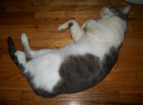 Michelangelo 'Michii' Pontis