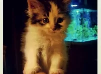 This is Simi, my newest pet, she is a kitten who is full of energy and drives my dogs all crazy... She has the attitude of a Dragon...