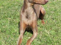 Acheron Beloved Simi