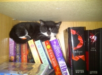 felix found a hiding spot with my books!