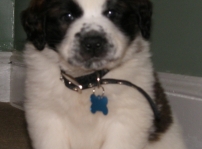 My Saint Bernard puppy Wren.