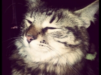 Satara's nap time!