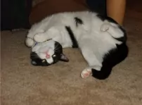 Simi