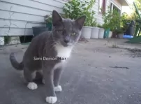 Simi