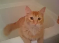 Simi