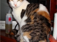 Simi