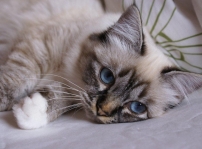 This is my cat. Her name is Simi