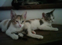 My kittens - Simi (left) and Tabby (right)