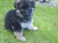 Stryker