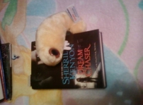 Stuffed animal enjoying Dream Chaser