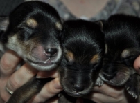 Styxx, Apollo, Artemis