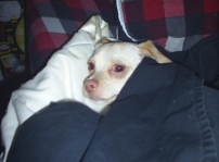 Tabitha