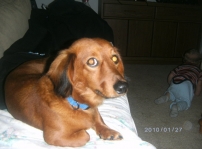Zarek