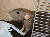 Zephyra