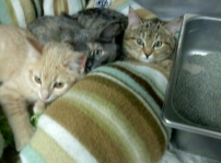 Zeus, Talon, Athena