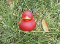 the simi duck