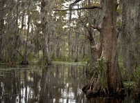 The swamp