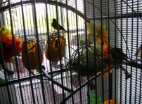 The birds in my office