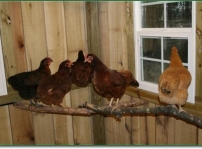 Red, Nugget, Sasquatch, Nicole and Grace