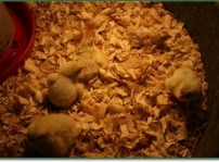 More babies